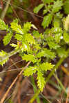 Incised agrimony